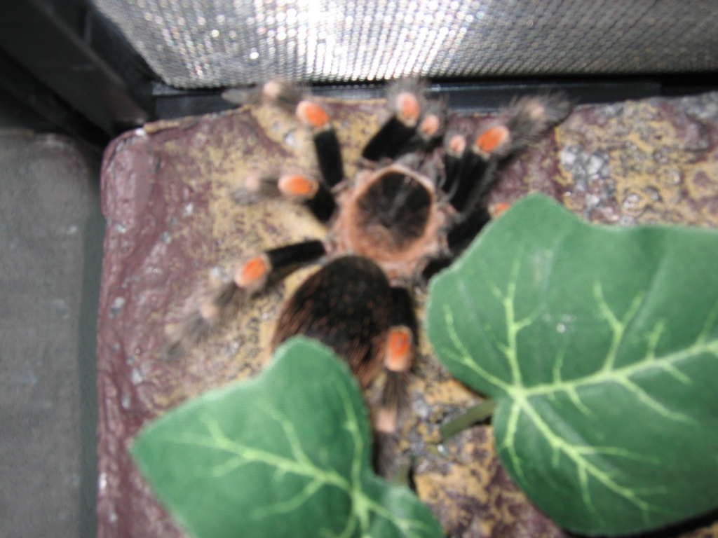 Vogelspinne Avicularia-Avicularia+Brachypelma Smithi - Sonstige Reptilien - Kressbronn