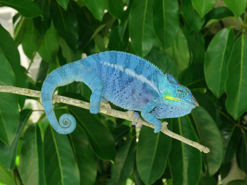Chamäleons - Chamaeleon - Düsseldorf