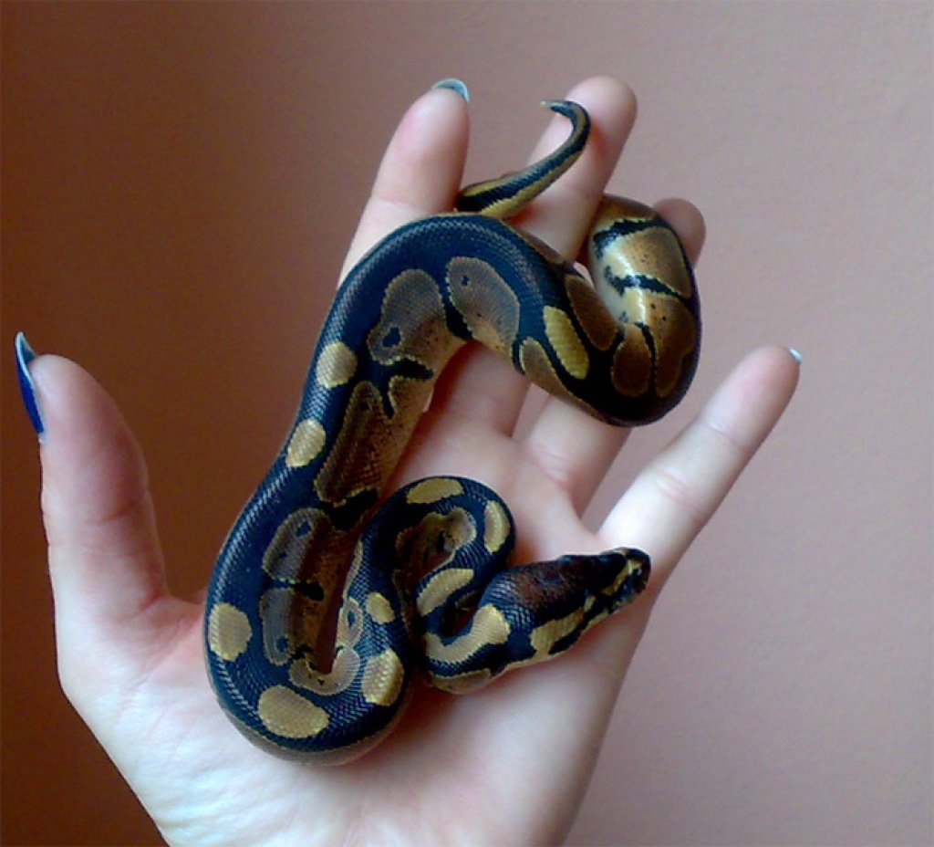 Königspython - Python Regius - Schlangen - Borken