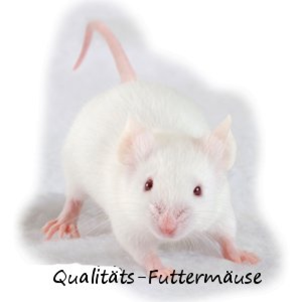 Qualitäts-Futtermäuse - Futtertiere - Hagen