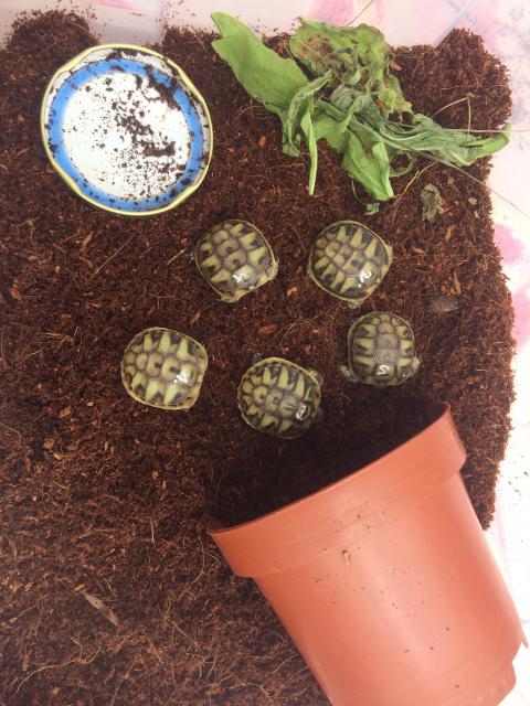 Griechische Landschildkröten 6 Stück - Schlupf Anfang Sept. 2021  - Sonstige Reptilien - Rammingen
