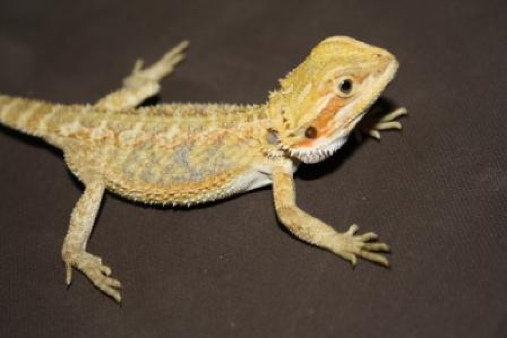 Bartagamen, Farbbartagame - Sonstige Reptilien - München