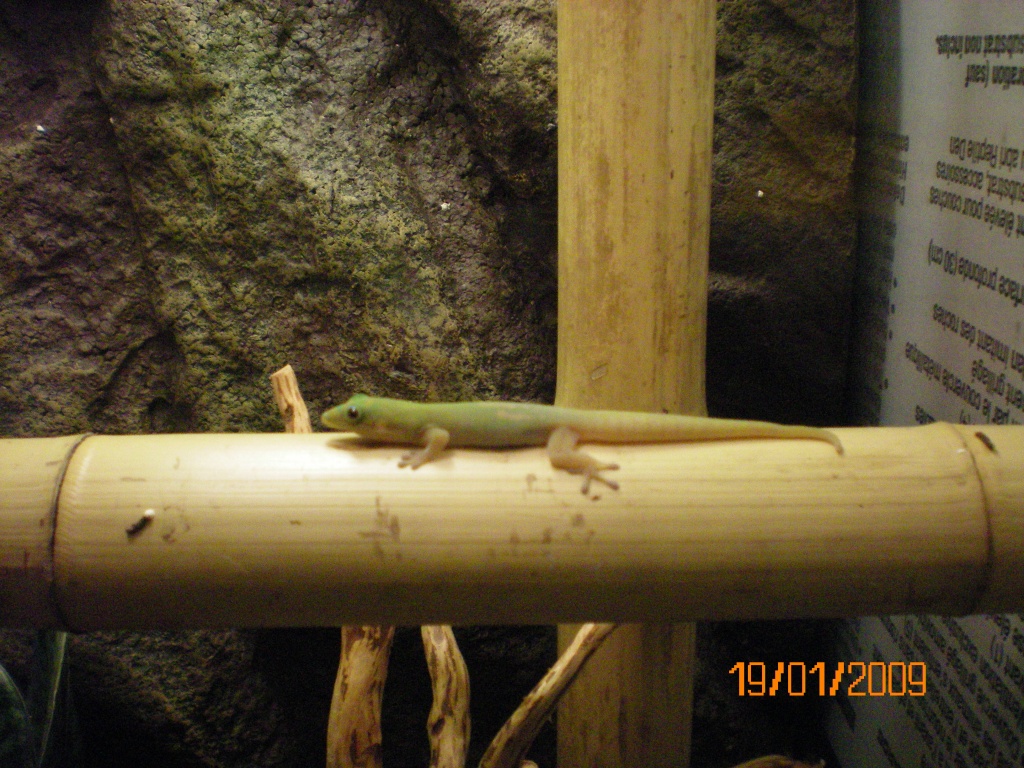 P.laticauda laticauda ( Goldstaub-Taggecko ) - Gecko - Zwickau