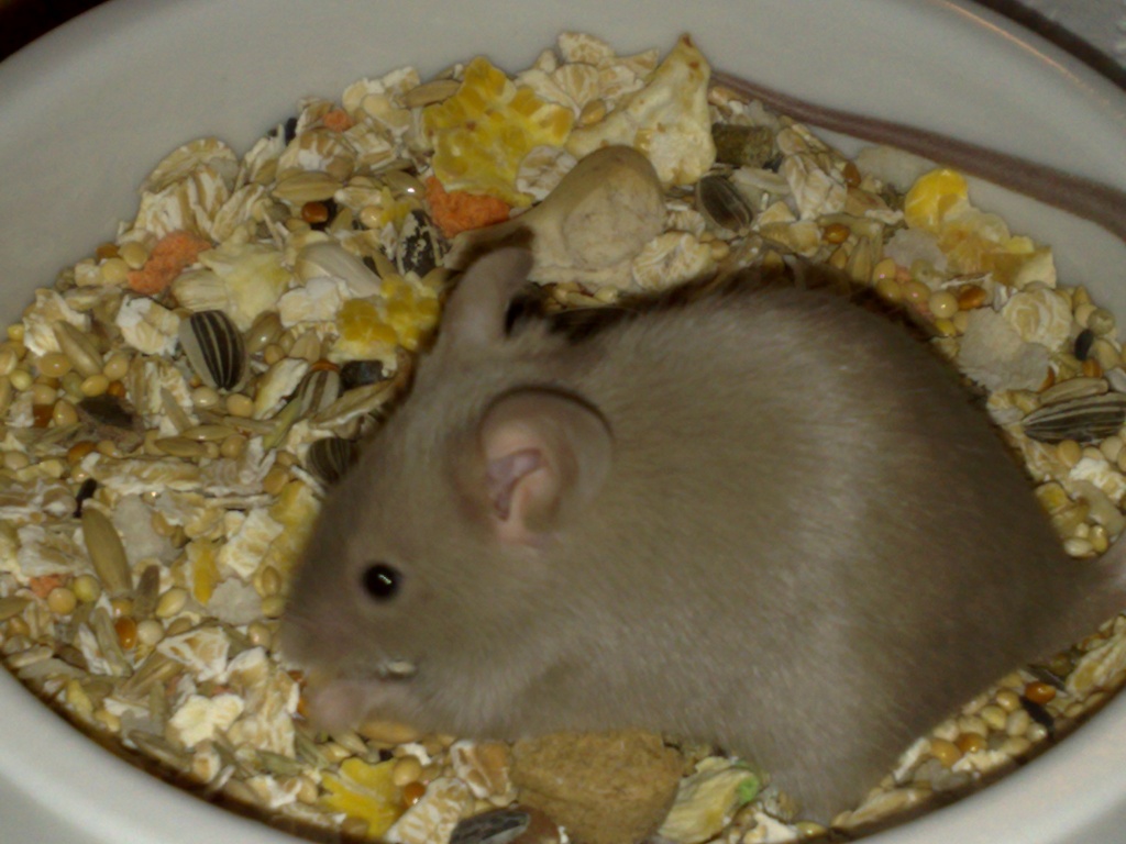 1 Adulte Maus kostet ab 87 Cent- 100% gesunde Mäuse und Ratten. - Futtertiere - Berlin