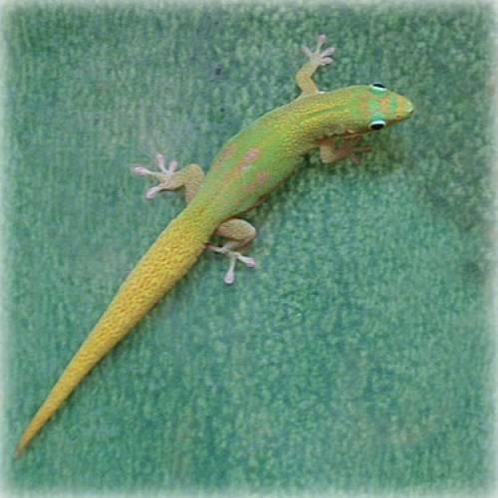 Cepediana und andere Phelsumas zu verkaufen - Gecko - Berlin