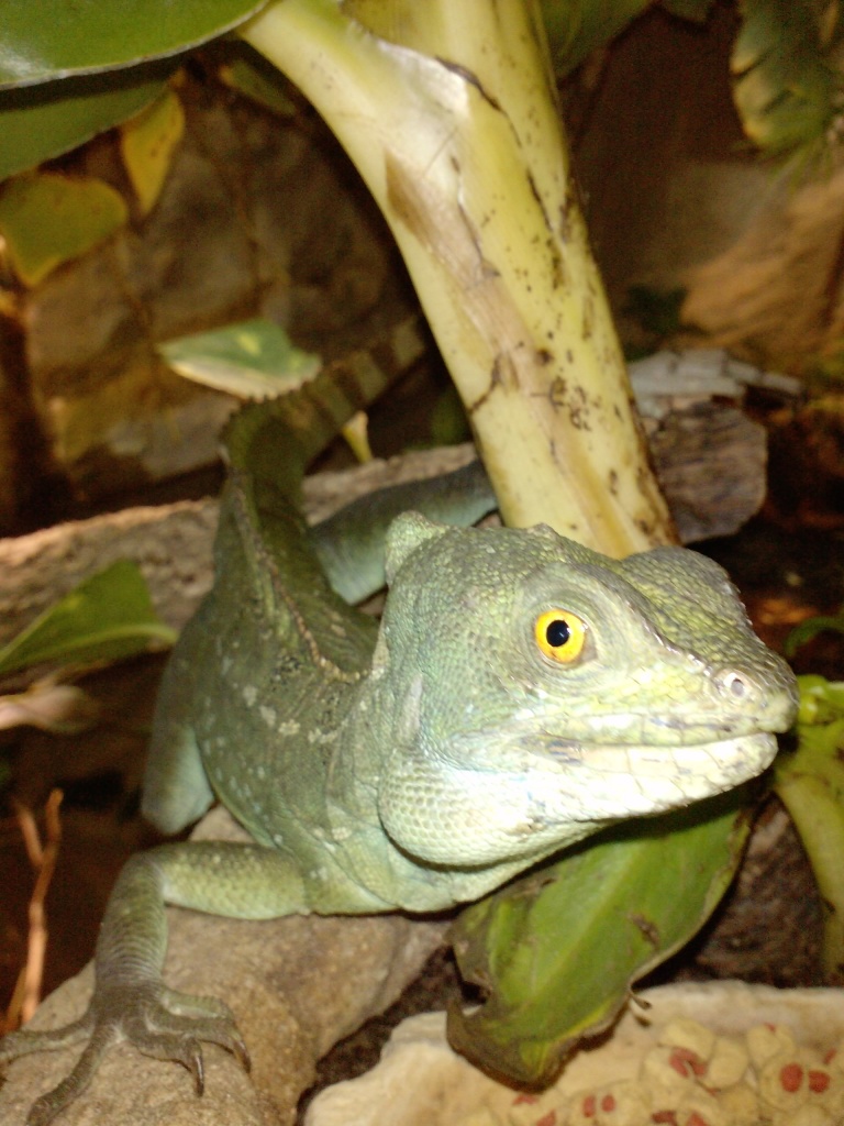 Zwei Stirnlappenbasilisken Basiliscus plumifrons - Basilisk - Ratingen