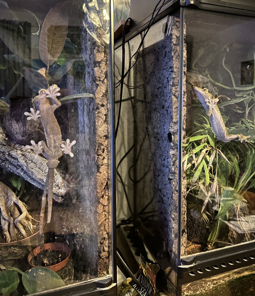 2 Kronengeckos mit Terrarium und Zubehör - Gecko - Rendsburg