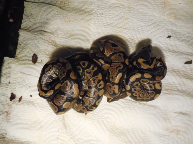 Python regius - Schlangen Python - gerhardshofen