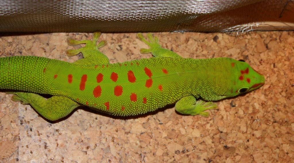 1.0 grandis - Gecko - Westoverledingen