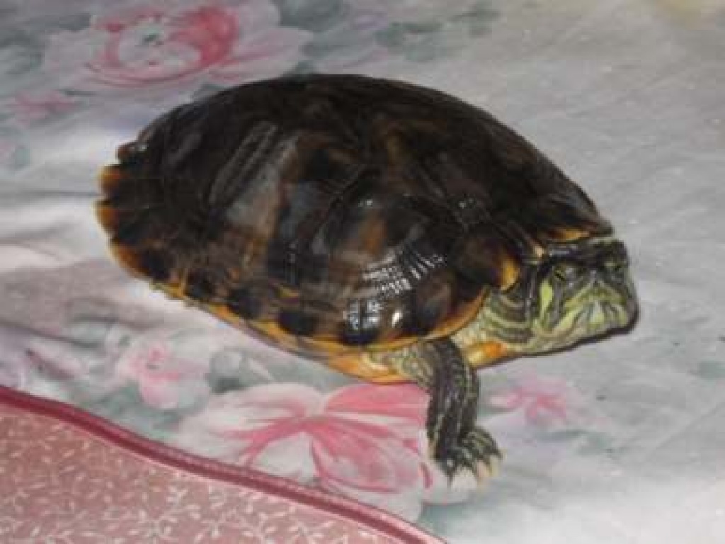 --Dringend--2 Wasserschildkröten abzugeben - Schildkroeten - Gedern