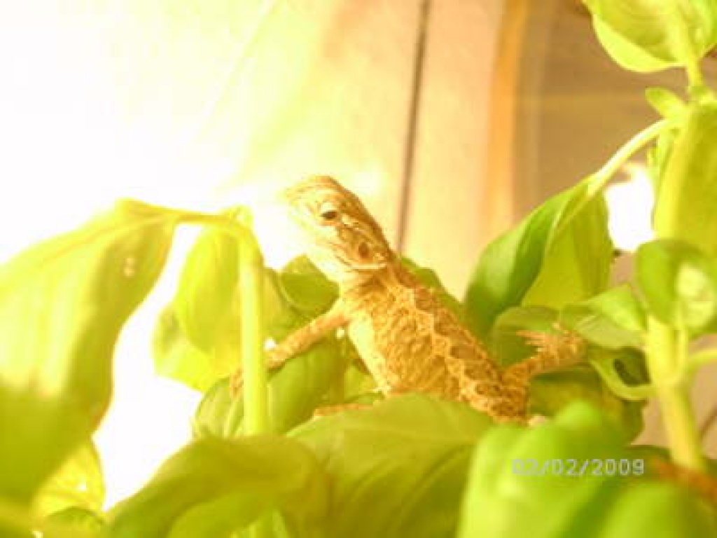 Bartagamen abzugeben - Bartagame - Kleinpaschleben