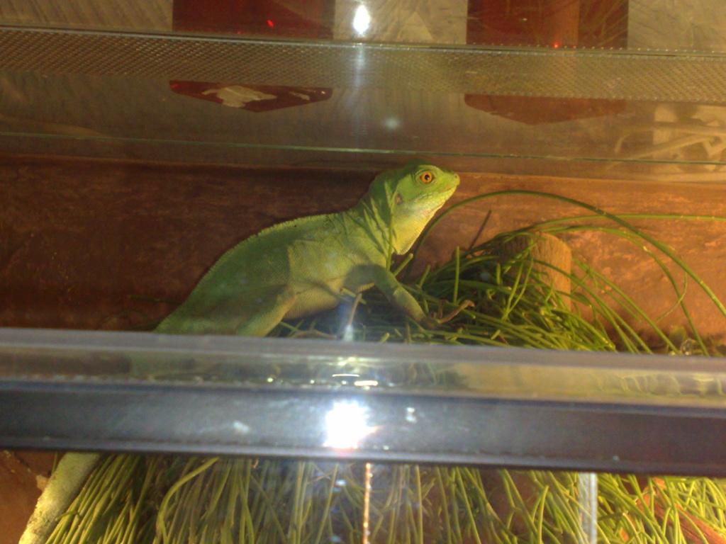 Stirnlappenbasilisken Weibchen abzugeben - Basilisk - Osnabrück