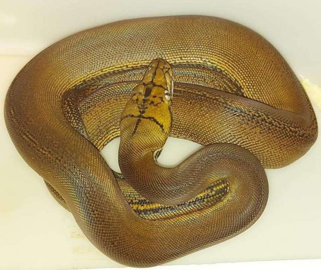 Golden Child Netzpyton (Weiblich) - Schlangen Python - Bruckberg