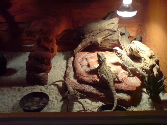 Bartagamen (Pogona Vitticeps) inkl. Terrarium abzugeben - Sonstige Reptilien - Marl Drewer