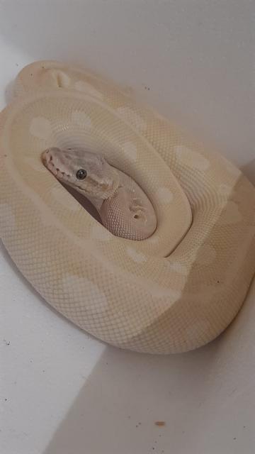 VB | Königspython W | blue-eyed leucistic | pastell mojave/crystal - Schlangen Python - Werl
