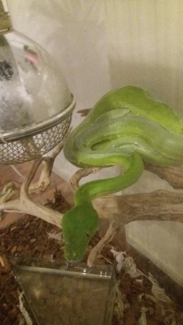 Grüner Baumpython abzugeben - Schlangen Python - Plauen