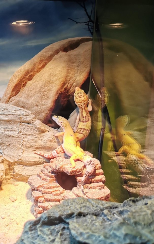 2 Leopardgeckos (weiblich) inklusive Terrarium - Gecko - Elxleben