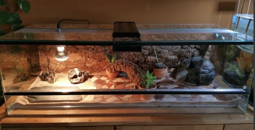 Leopardgecko mit Terrarium - Gecko - Wehr
