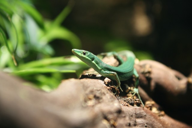 Takydromus Smaragdinus (eigene Nachzucht) - Echsen - Dortmund