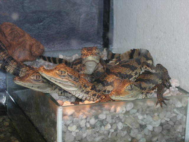 Brillenkaimane (Crocodilus Crocodilus) - Kaiman - Oberbrobritzsch