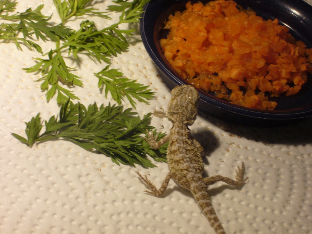 Junge Bartagame, 1 Bartagamepärchen u Terrarium abzugeben - Echsen - Düsseldorf