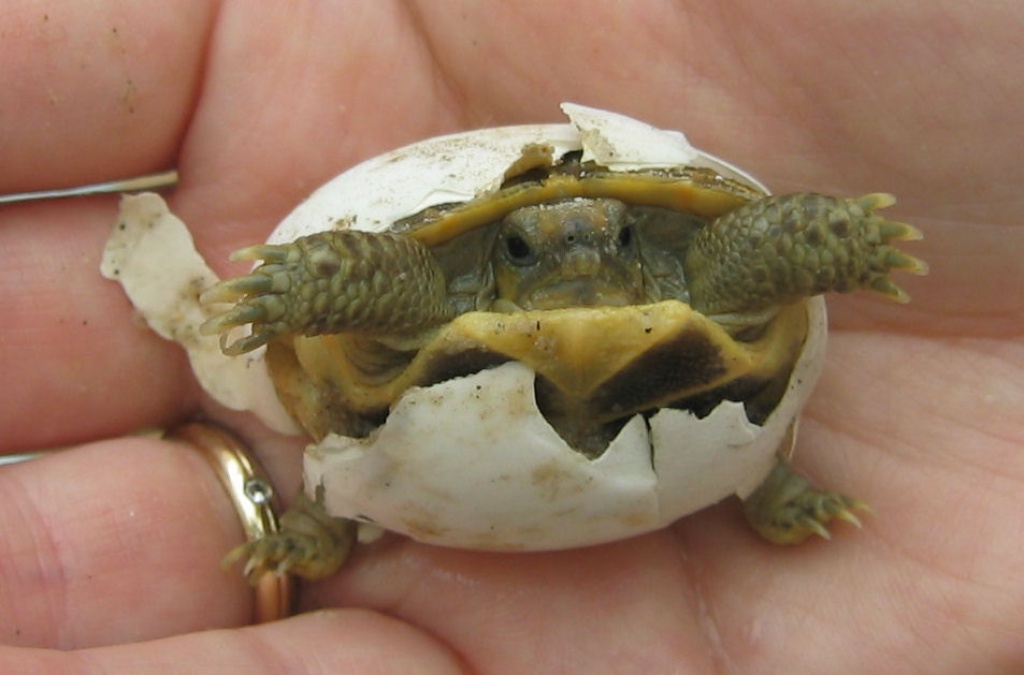Testudo horsfieldii / Landschildkröten abzugeben - Schildkroeten - Lichtenstein