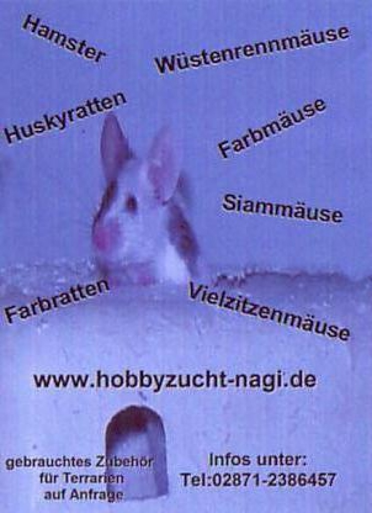Futteriere, Mäuse Ratten,Rennmäuse, Vielzitzen und Hamster - Sonstige Reptilien - Bocholt