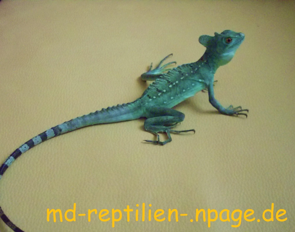 Stirnlappenbasilisk 1.0 abzugeben (Bock 12 Monate) - Basilisk - Perleberg