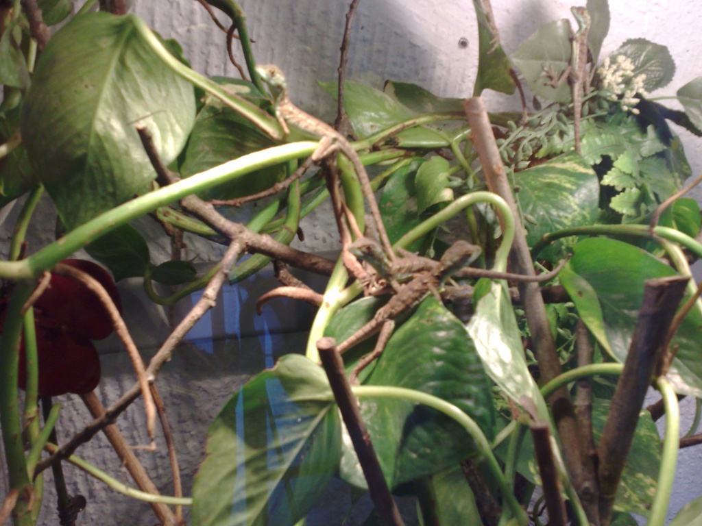 Stirnlappenbasilisken Jungtiere Abzugeben - Basilisk - Osnabrück