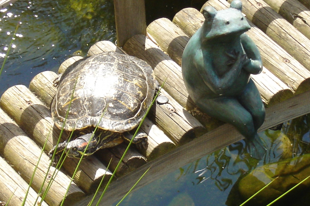 Suche weibliche Schmuckschildkröten für artgerechte Teichhaltung - Schildkroeten - Offenburg