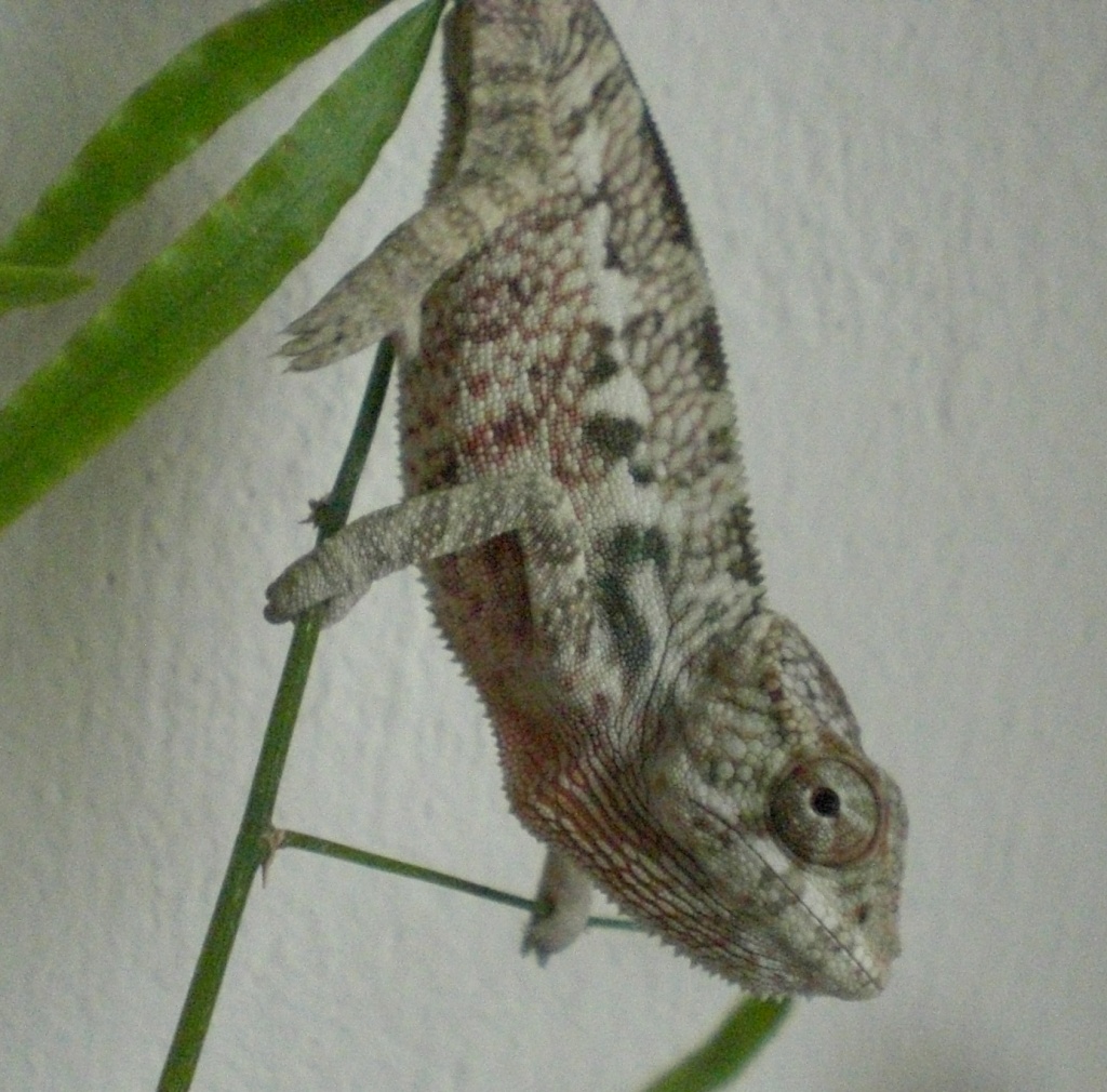 Furcifer Pardalis Ambaja blue - Chamaeleon - Troisdorf