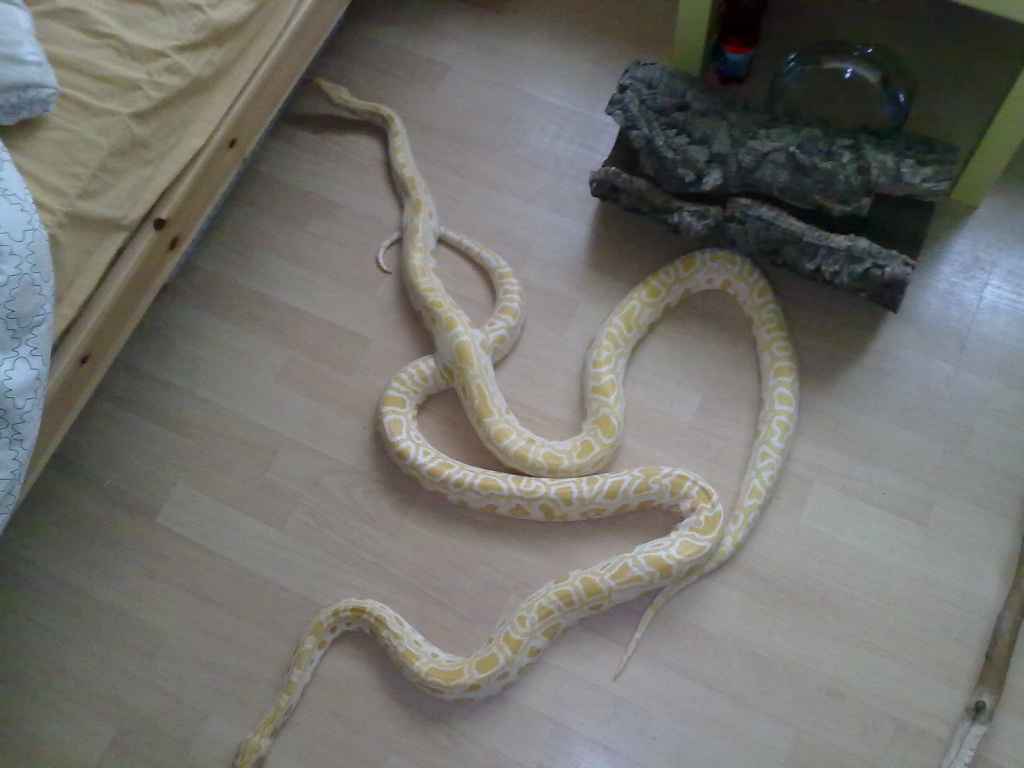 Albino Tiger Python - Schlangen - Dortmund