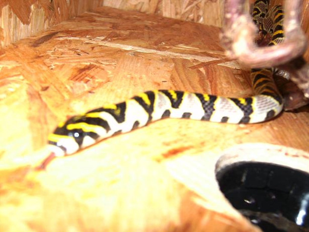 Euprepiophis mandarinus - Mandarinnatter - Schlangen - Kaltbuch