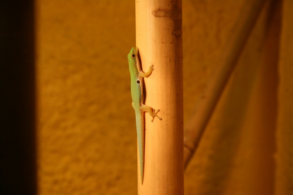 1,1 Phelsuma Quadriocellata Parva West mit Terrarium - Gecko - Rödermark