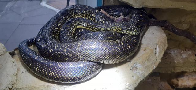 0,2 Morelia Spilota Spilota (Diamantpython) NZ 09.21 je 900€ - Schlangen Python - Bad Wünnenberg-Haaren