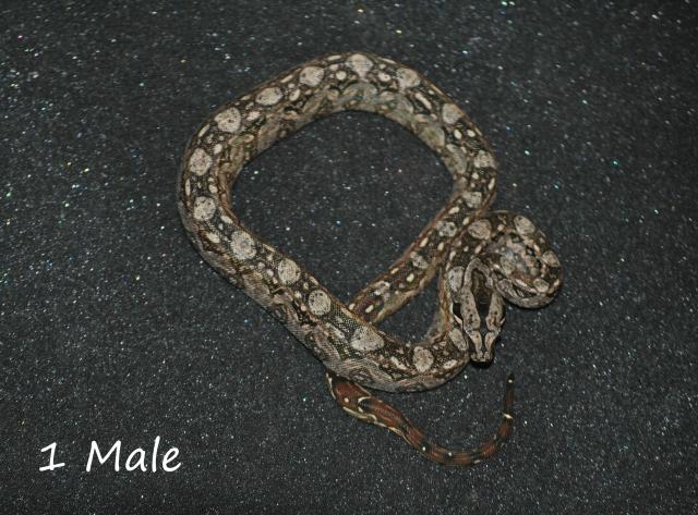 Bci Tarahumara/Mexico Zwergboa 05/21  - Schlangen Boa - Hambrücken