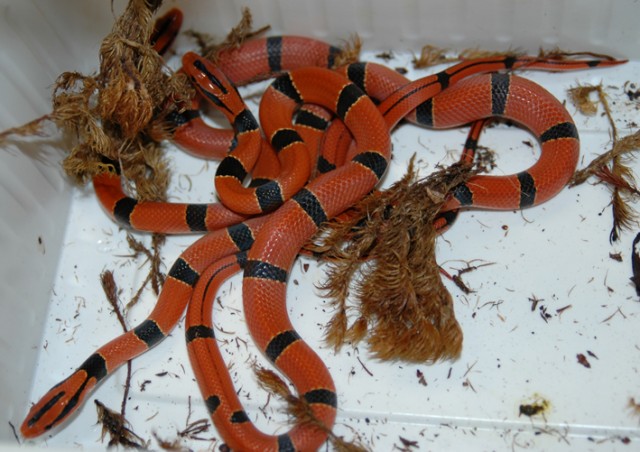 Schlangen abzugeben - Schlangen Natter - Würselen