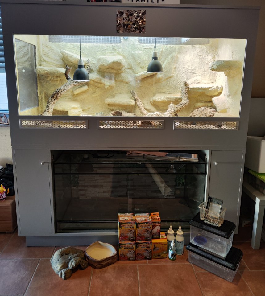 Bartagame (m) mit großem Terrarium, Quarantäneterrarium inkl. Beleuchtung und vi - Bartagame - Hürth