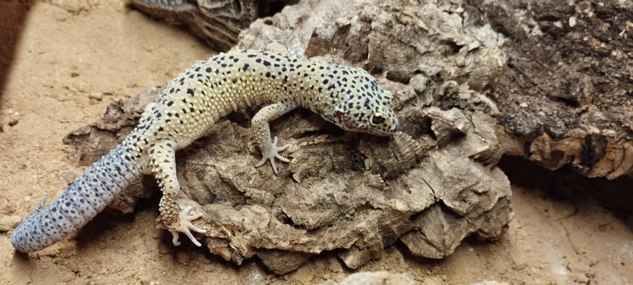 Leopardgeckos abzugeben - Gecko - Hermsdorf