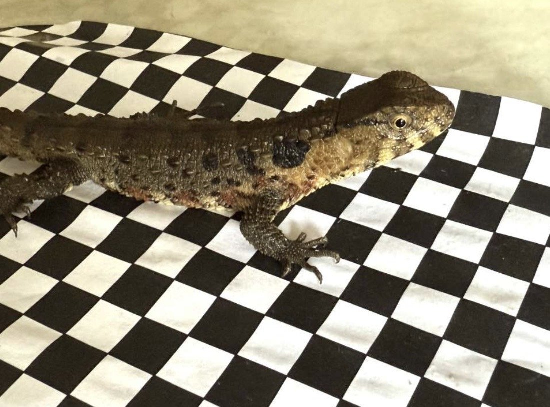 Krokodilschwanz-Höckerechse - Echsen - Riedstadt