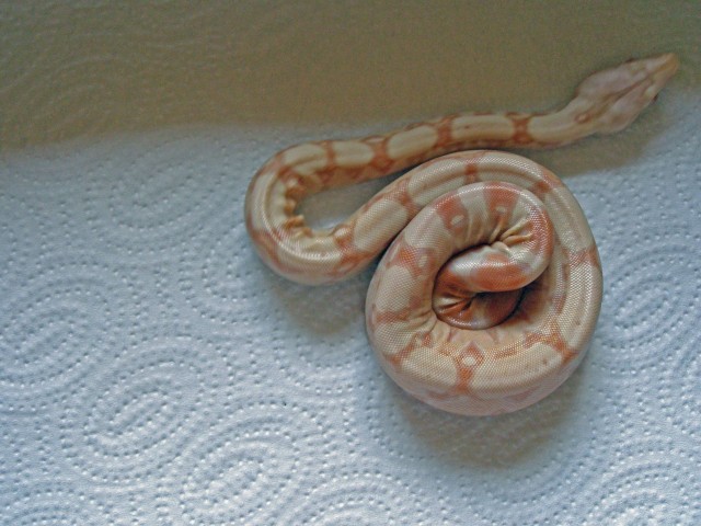Albino Boa, Nachzucht 5/07 - Schlangen Boa - Frankfurt