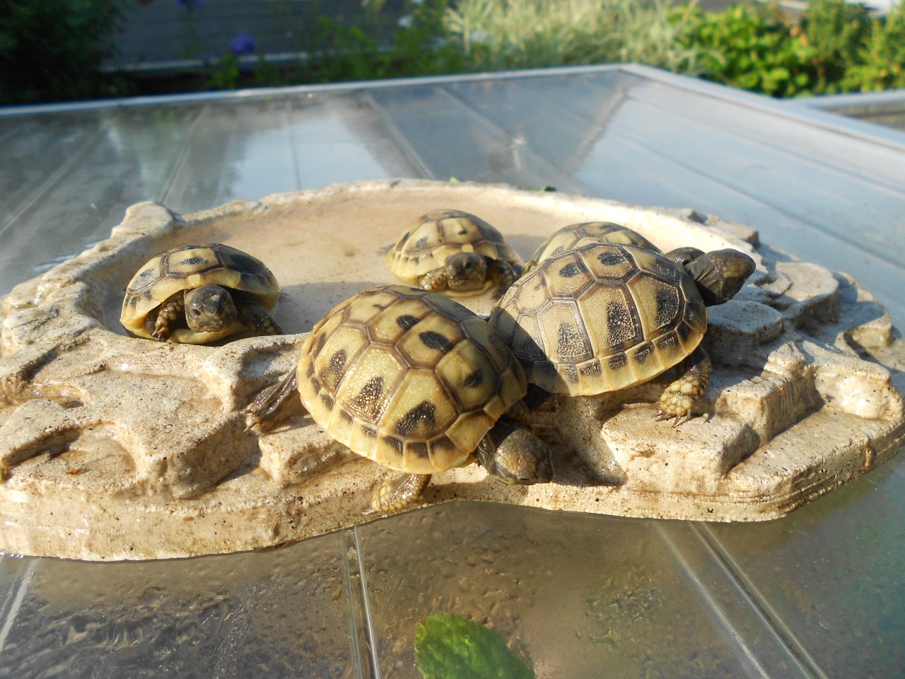 Griechische Landschildkröten THB, robuste Ostrasse, Nachzuchten aus 2020, 2021 u - Schildkroeten - Morsbach