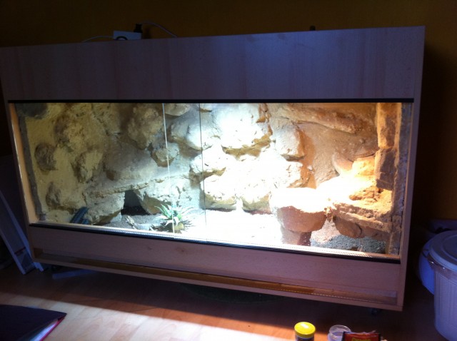 Wunderschönes Wüsten-/Steppenterrarium + 2 Bartagamen (w) - Bartagame Zwergbartagame - Ratzert