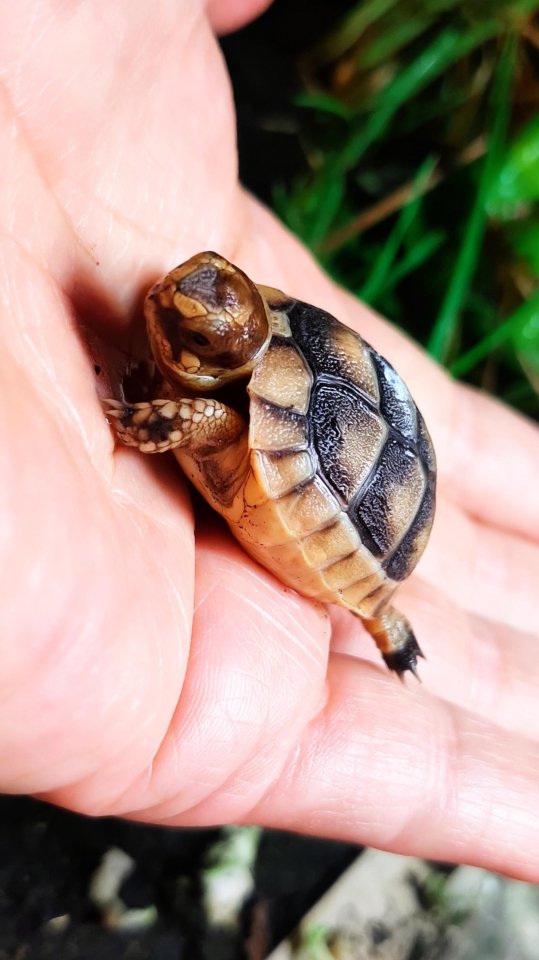Breitrandschildkröten Nachzuchten - Schildkroeten - Illerkirchberg