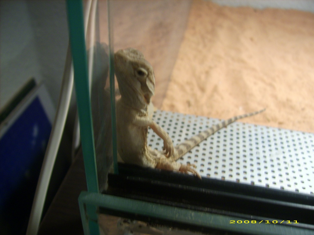 SÜSSE FARBIGE BARTAGAMEN - Bartagame - Rüdenhausen