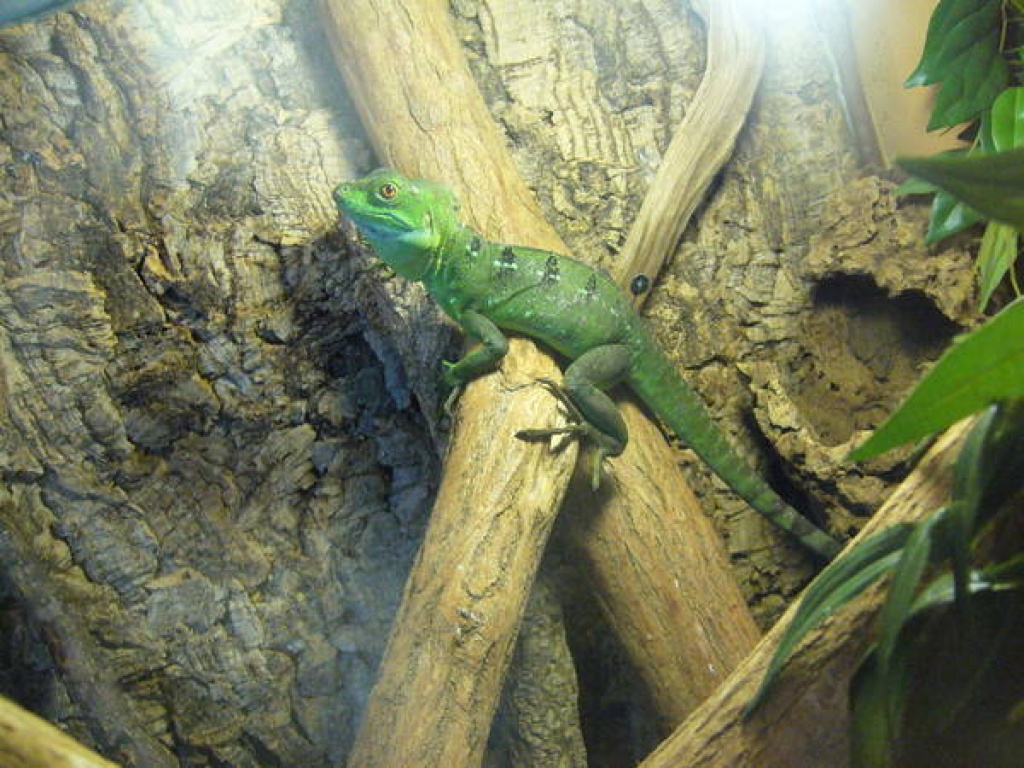 STIRNLAPPENBASILISK Weibchen(c.a.60 cm gesammtlänge!) - Basilisk - Muggensturm