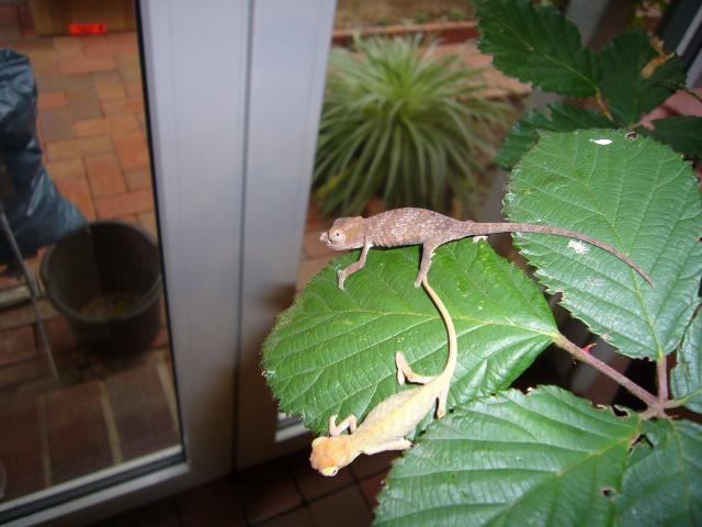 Zweihorn Chamäleon Kinyongia boehmei aus eigener Dauer Nachzucht - Chamaeleon - Achterwehr