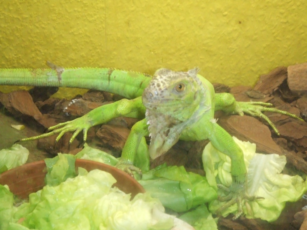 Grüner leguan - Leguan - Nettetal