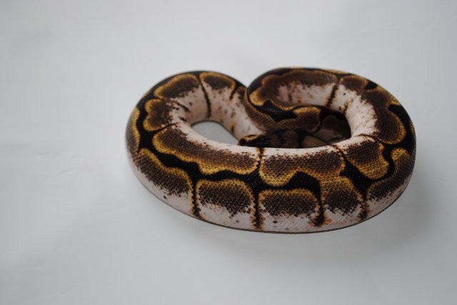 Königspython / Python Regius / Ball Python - Schlangen Python - Hofheim