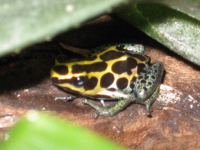 Dendrobates Ventrimaculatus - Frosch - Muggensturm